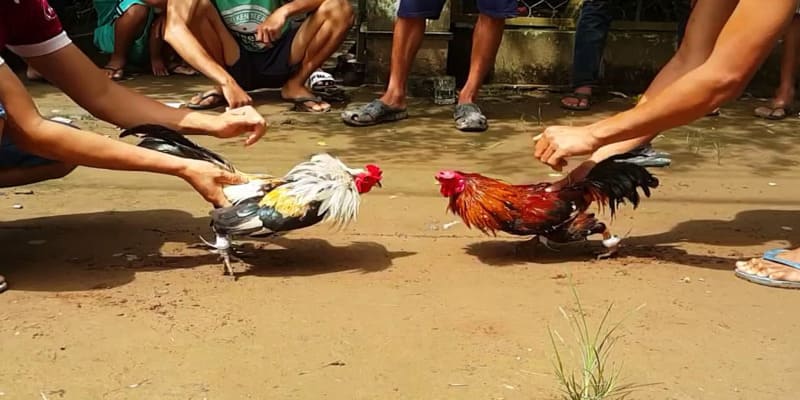 Luật chơi đá gà ăn tiền Campuchia
